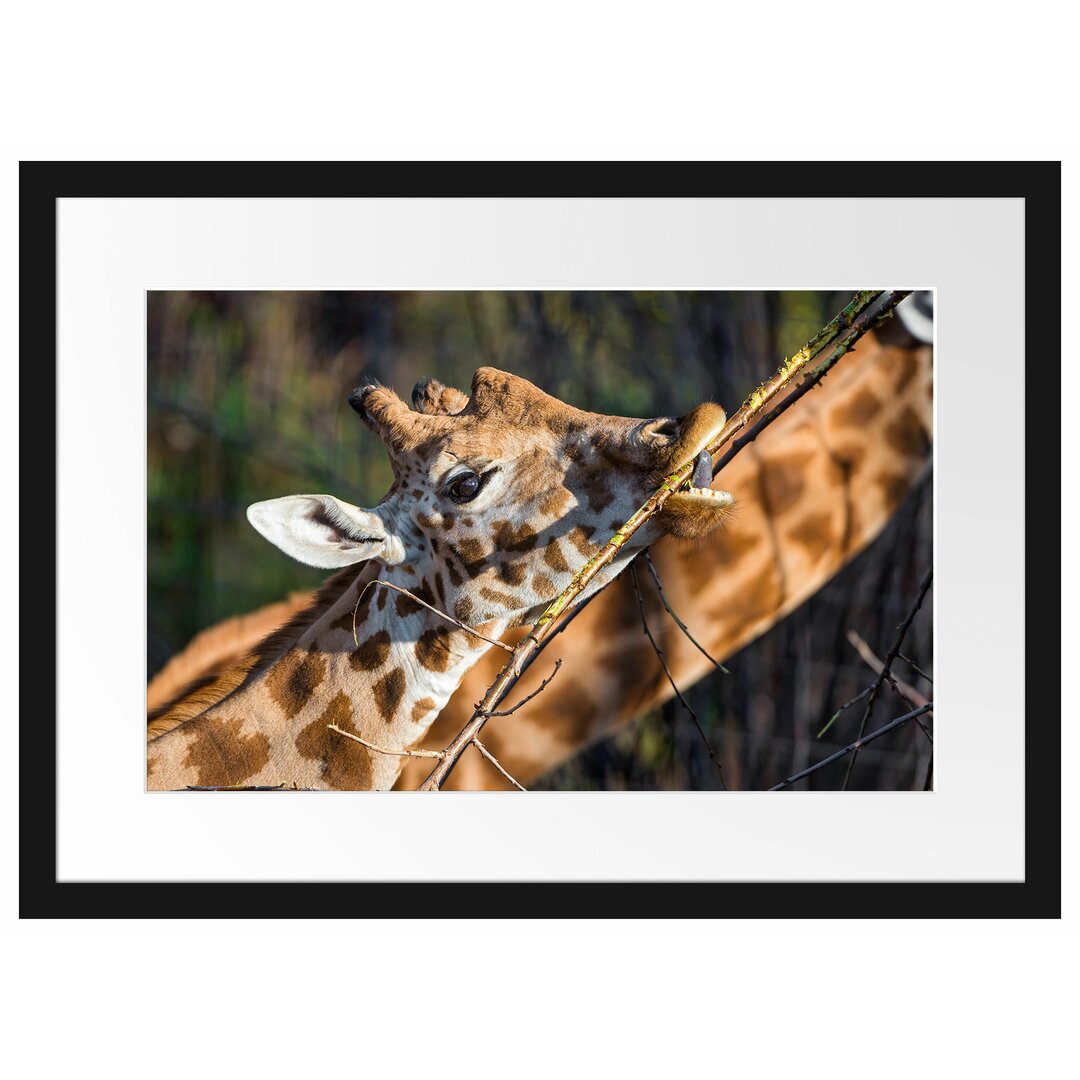 Gerahmtes Poster Fressende Giraffe