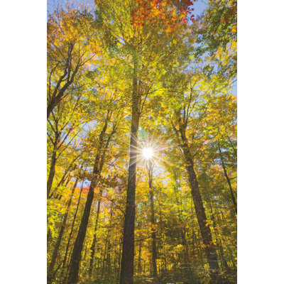 Feuillage d'automne Sunburst III