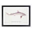 Illustration of a Requiem Shark by F.E. Clarke - Picture Frame Painting Print-55579668-55579669