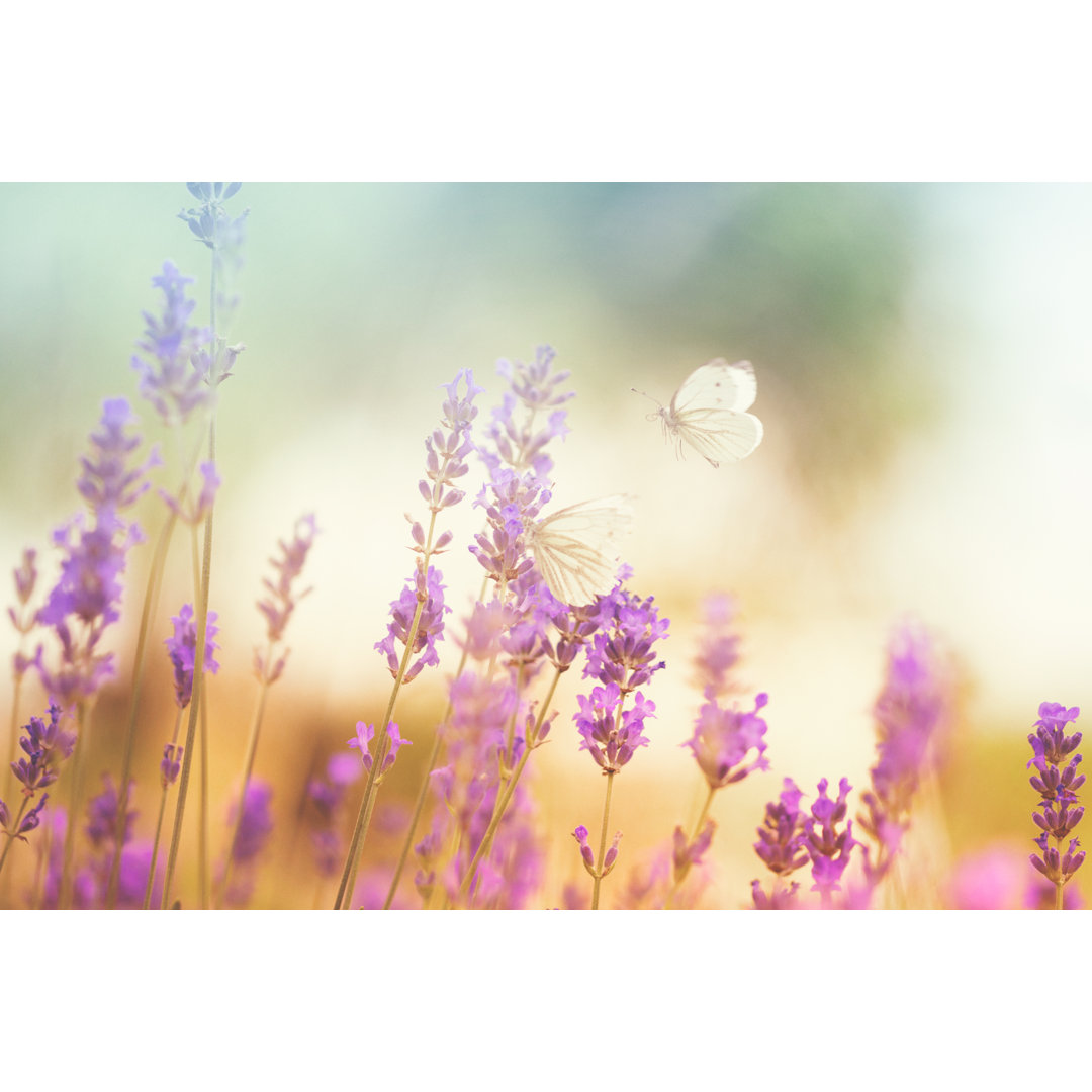 Schmetterlinge auf Lavendel