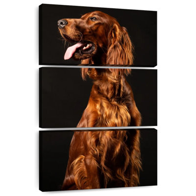 Setter irlandais Brampt