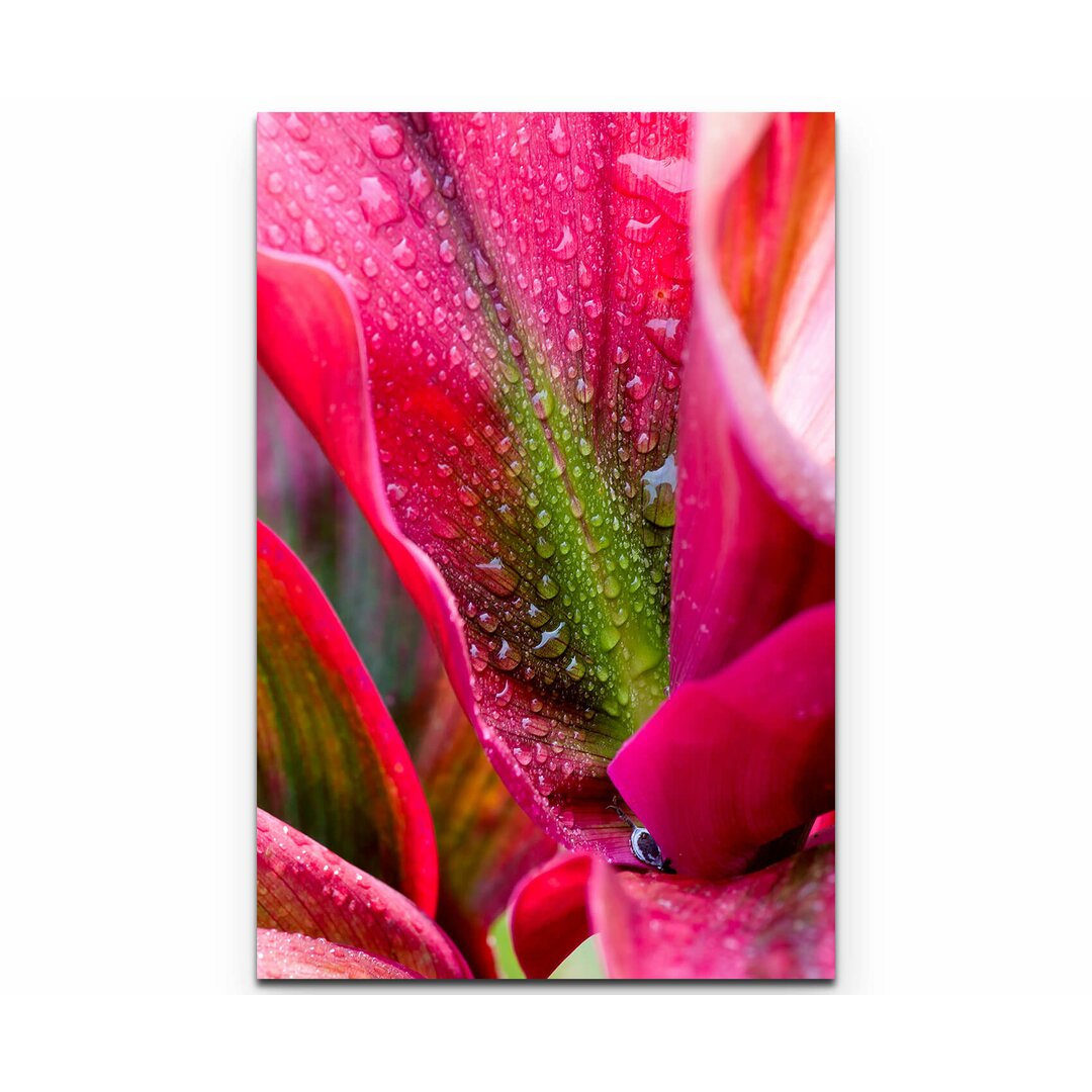 Leinwandbild Pinke Blume mit Regentropfen