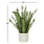 Eucalyptus in White Cement Pot
