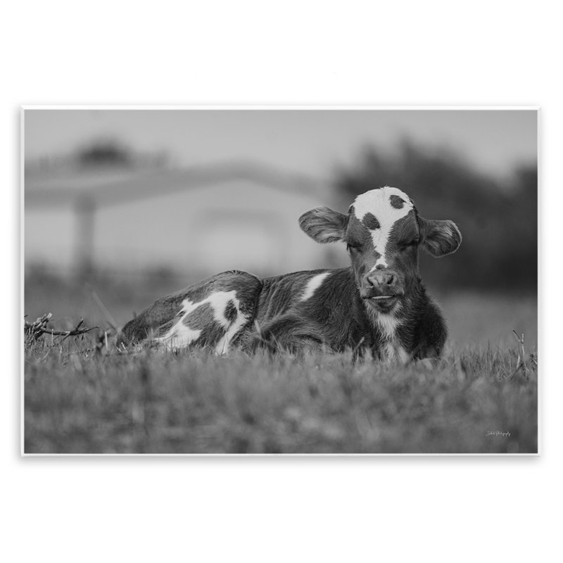 Art mural, "Vache au repos dans l'herbe" par Dakota Diener, H 10 po x l 15 po