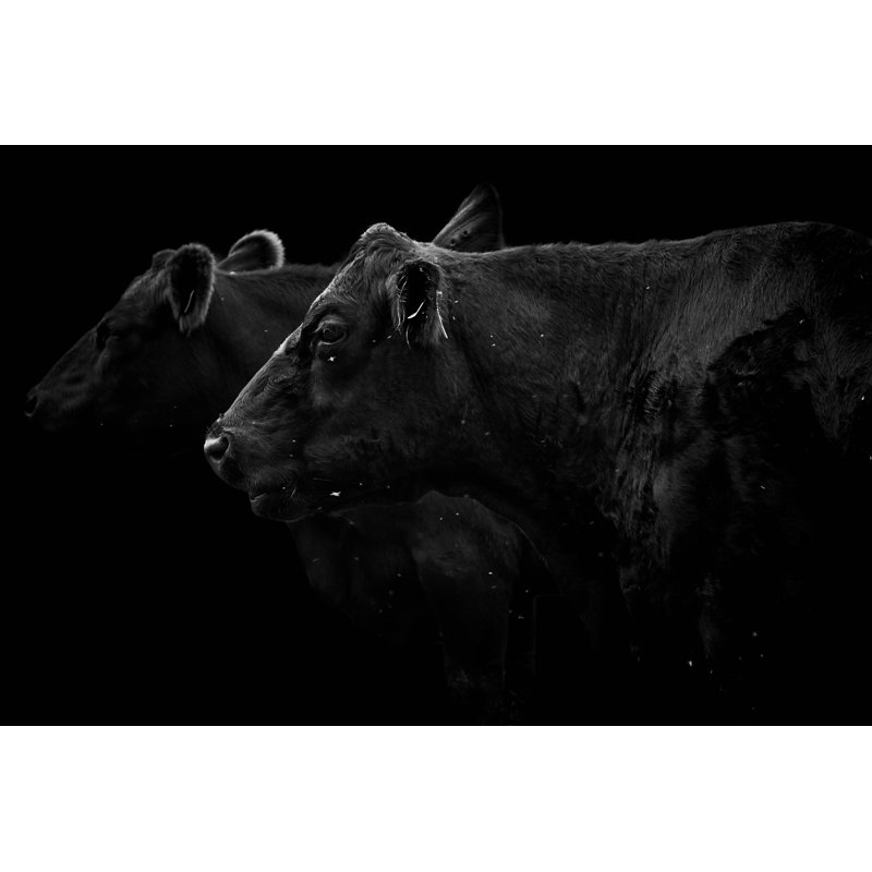 Letona Two Black Cows - Wrapped Canvas Print, 30cm H x 46cm W x 3.8cm D