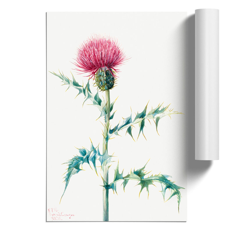 Thistle by Mary Vaux Walcott - Frameless Print, 59cm H x 42cm W x 0.1cm D