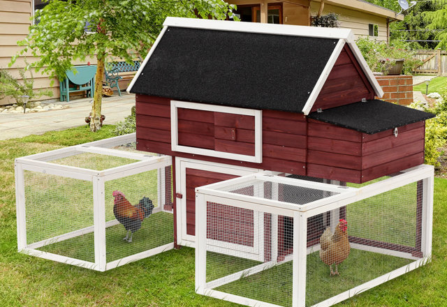 Just for You: Large Chicken Coops