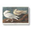 Burgomaster Gulls by John Audubon - Wrapped Canvas-55361907
