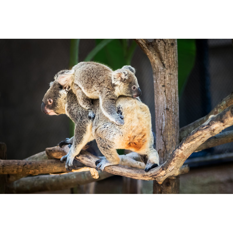 Koala Bear by Appfind - Wrapped Canvas Print, 30cm H x 46cm W