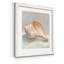 Impressionist Shell Study III - Cadre photo, reproduction d'art sur papier-1270513857-1270513856