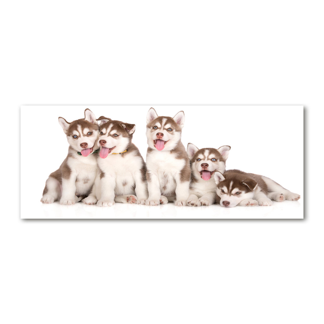 Glasbild Husky Puppies