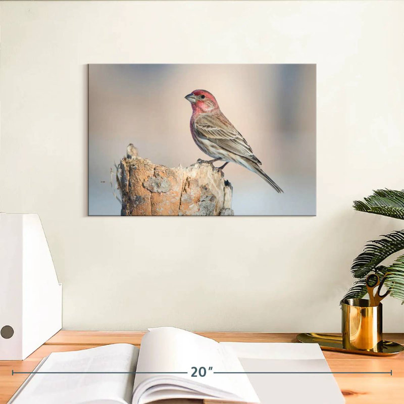Oiseau pinson Crowle House, H 8 po x l 12 po