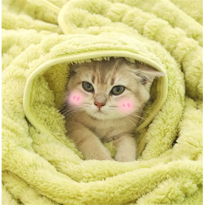 Dog Blankets