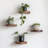 4 Pieces Solid Wood Round Decorative Wall & Display Shelf For Plants
