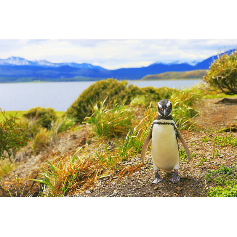 Gentoo Penguin - Wrapped Canvas Print, 51cm H x 76cm W x 3.8cm D