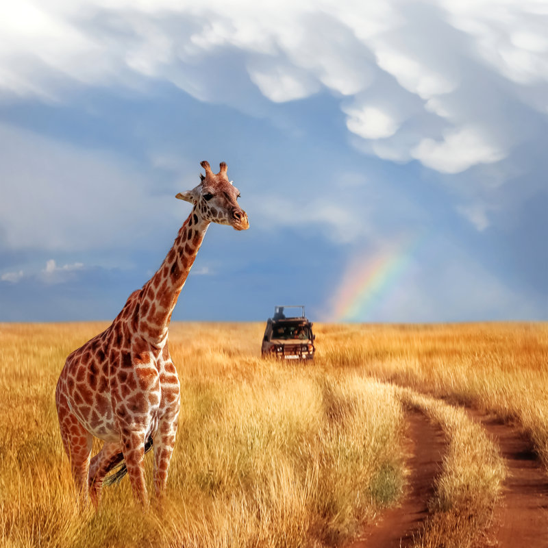 Beautiful Giraffe - Wrapped Canvas Print, 91cm H x 91cm W x 3.8cm D