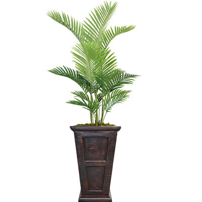 Panama en pot