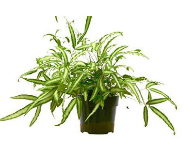 House Plant Shop Live Fern Plant