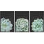 Green Desert Rose Cactus Succulents 3 pièces-91875254-91875257