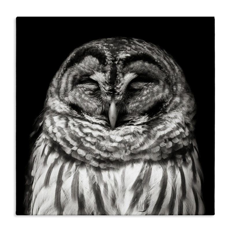«Sleeping Owl Portrait» par Kathy Mansfield, H 36 po x l 36 po