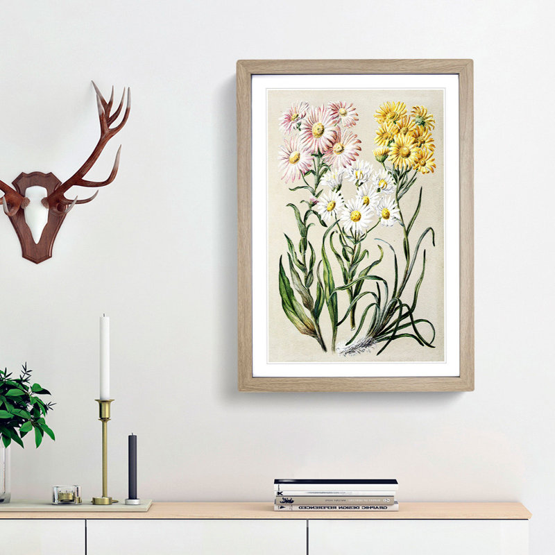 Groundsel Daisy Flowers by Sarah Featon - Picture Frame Painting Print, 48cm H x 36cm W x 2cm D, Oak Framed