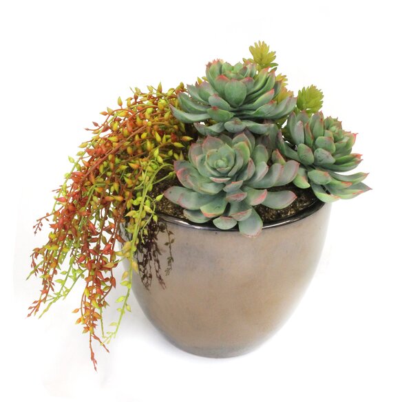 Ivy Bronx 10'' Faux Succulent Plant in Ceramic Planter | Wayfair