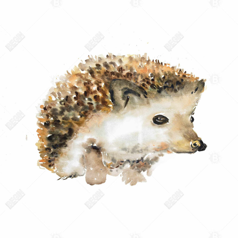«Watercolor Hedgehog» sur toile