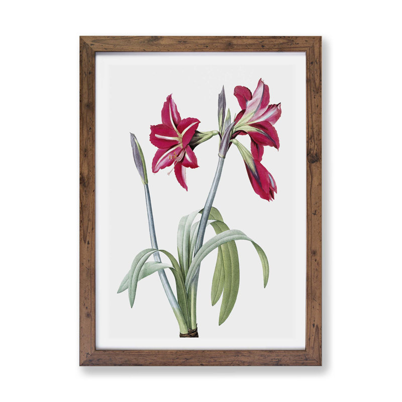 Brazilian Amaryllis Flowers - Framed Print, 45cm H x 63cm W x 2cm D, Walnut