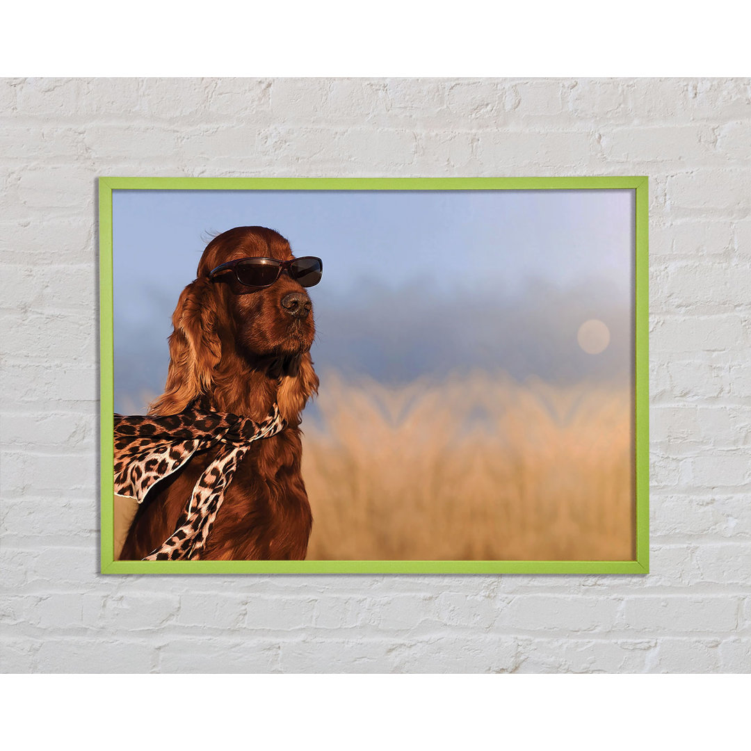 Glamouröser Irish Setter Hund Gerahmter Druck