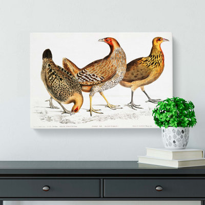Illustration Of Hens by John Edward Gray - Wrapped Canvas