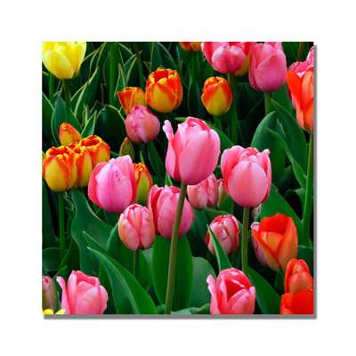 " Pink In The Middle Tulips " by Kurt Shaffer