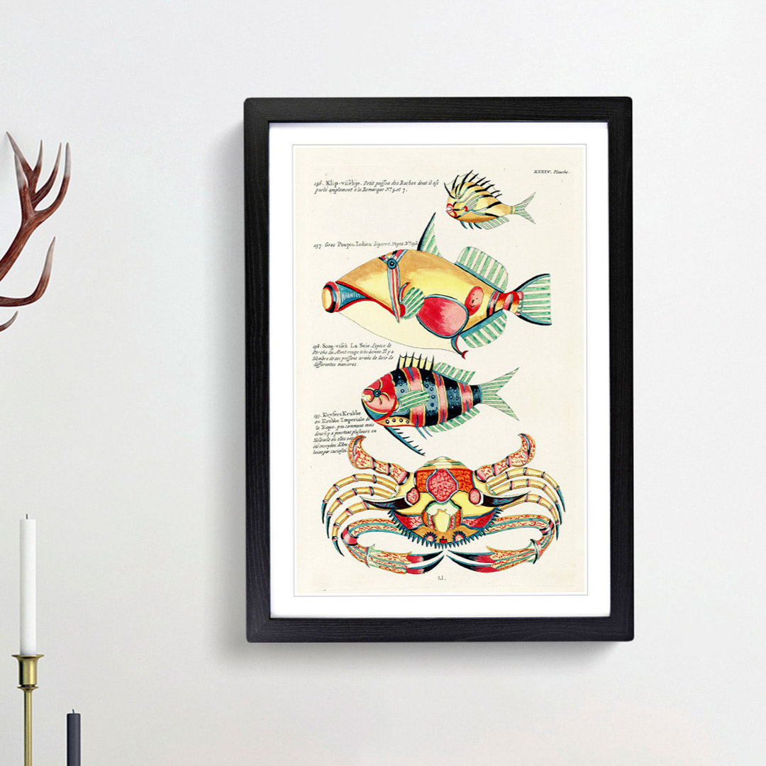 East Indies Fish & Crab Illustrations XXXIV by Louis Renard - Picture Frame Painting Print