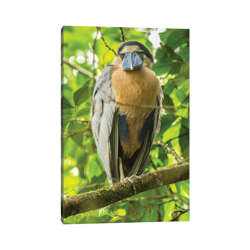 Costa Rica. Boat-Billed Heron Close-up. by Jaynes Gallery - Wrapped Canvas Print, 66.04 cm H x 45.72 cm W