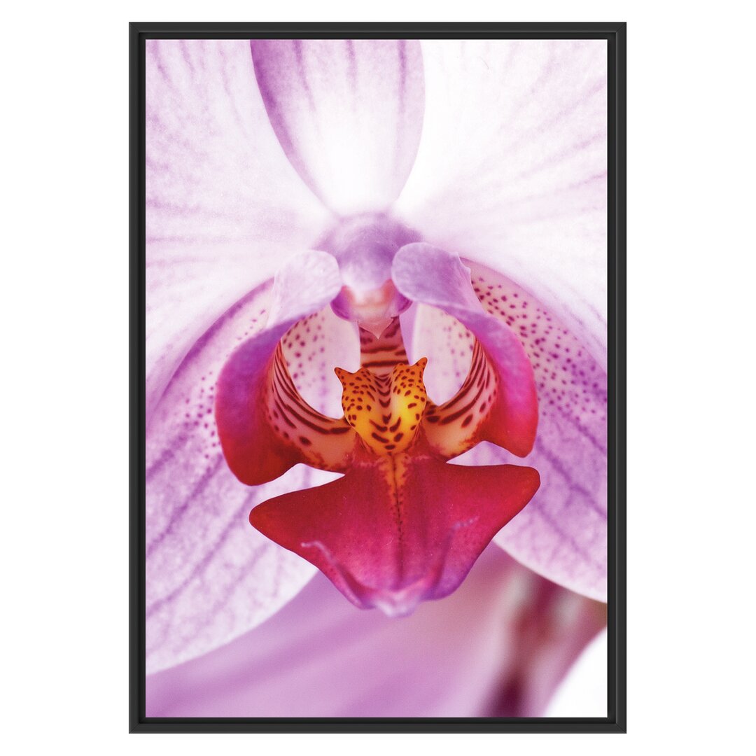 Gerahmtes Wandbild schöne Orchidee