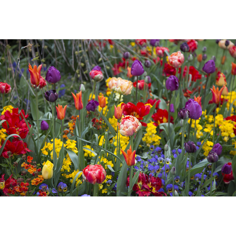 Tulips, 30cm H x 46cm W