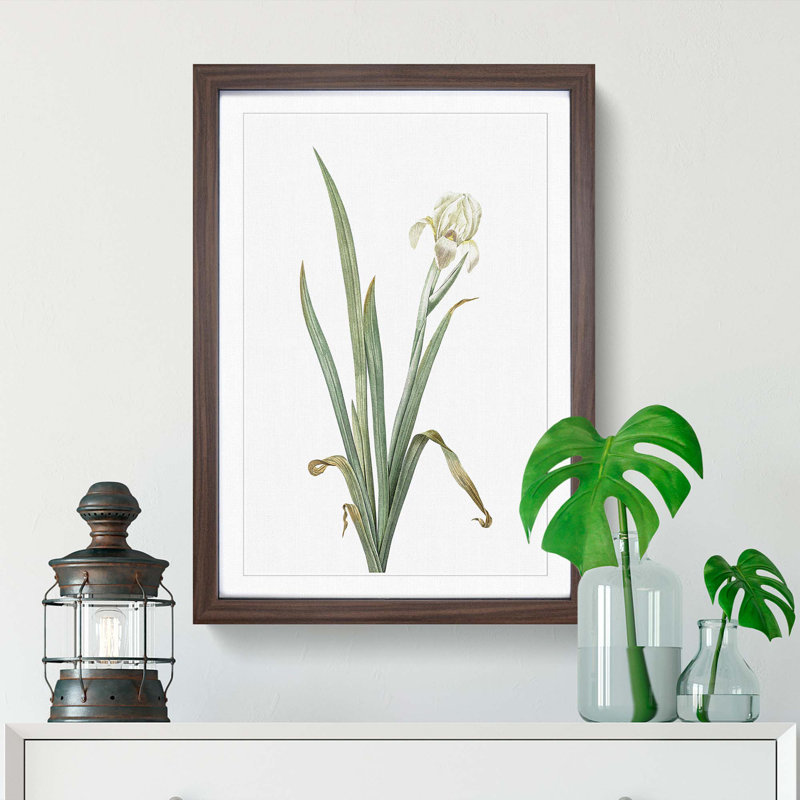 Crimean Iris Flower by Pierre-Joseph Redoute - Picture Frame Painting Print, 36cm H x 27cm W x 2cm D, Walnut Framed