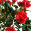Anlin 90cm Faux Rose Tree in Pot