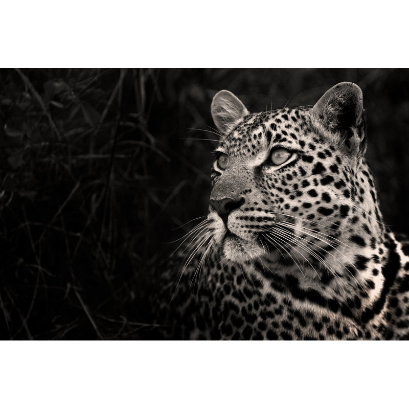 Simonides Leopard - Wrapped Canvas Print, 30cm H x 46cm W x 3.8cm D