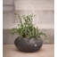 Dimitritchka Planter-424995079