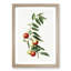 Chinese Jujube Plant by Giorgio Gallesio - Picture Frame Painting Print-55545983-55545986