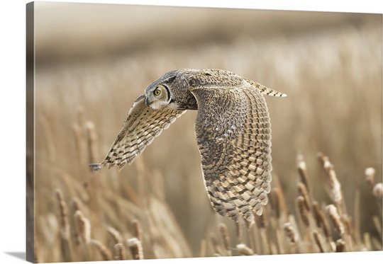 «Great Horned Owl» par Peter Stahl, reproduction de photo de Straub, H 12 po x l 18 po x P 1,5 po, Toile