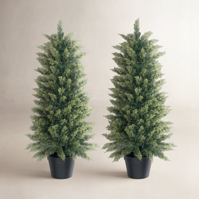 Cypress Topiary in Pot