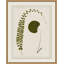 Plant Presses 2 Print by Lillian August