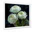 «White Ranunculus Radiance Layers Of Beauty» - art mural Renoncule-525566745-525566751