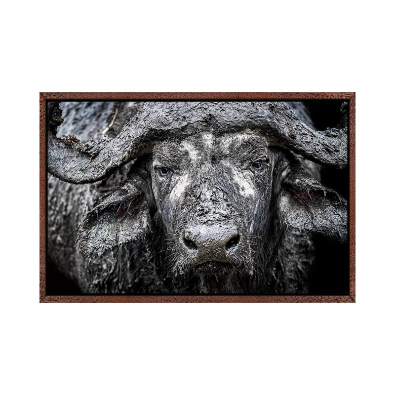 Closeup Muddy Cape Buffalo II by Susan Schmitz - Print on Canvas, 66.04cm H x 101.6cm W x 3.81cm D
