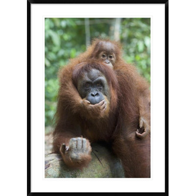" Sumatran Orangutan Mother And Playful Two And A Half Year Old Baby, North Sumatra, Indonesia "