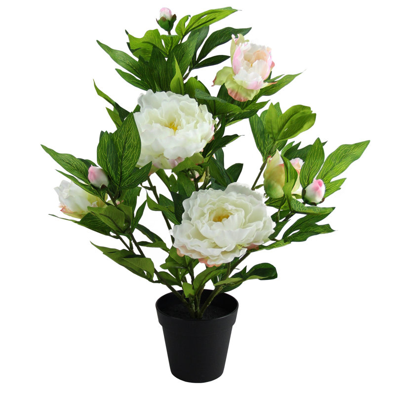 Pivoine verte et blanche en pot