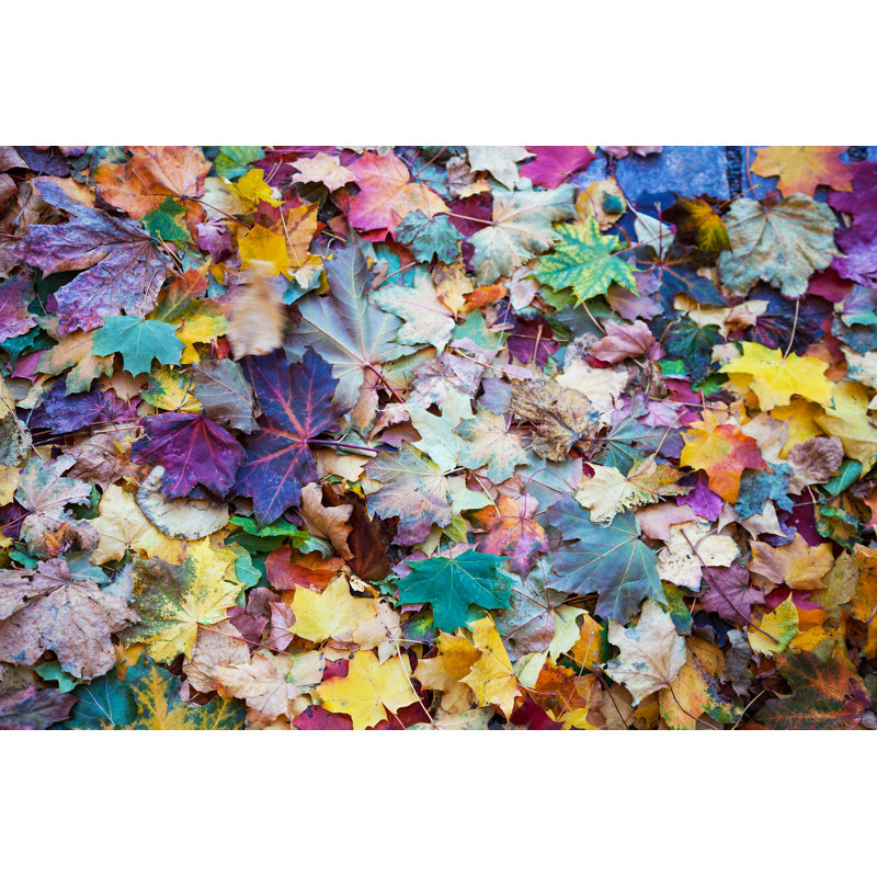 Autumn Leaf Background by Marco_Piunti - Wrapped Canvas Print, 20cm H x 30cm W