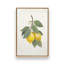 «Lemon Harvest I», reproduction sur toile-100534212-100534213