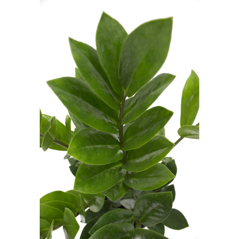 ZZ Plant in Ceramic/Wood Planter